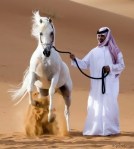 caballos arabes 8